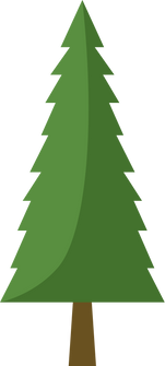 Cedar, Spruce, Conifer, Coniferous Pine Tree